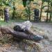 Деревянные скульптуры в городе Сочи