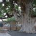 Ficus sycomorus in Ayia Napa city