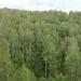 Смешанный лиственный лес
