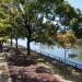 Dogwood tree alley in Hiroshima city