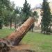 Корень вековой сосны в городе Сочи