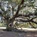 Tree of Life in New Orleans, Louisiana city