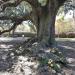 Tree of Life in New Orleans, Louisiana city