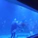 Hurghada Grand Aquarium (en) في ميدنة الغردقة    