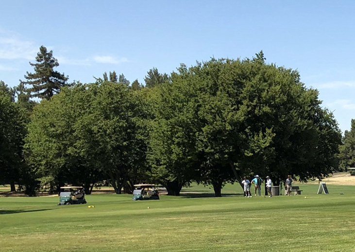 Bing Maloney Golf Course Sacramento, California