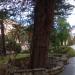 Кипарис аризонский в городе Сочи