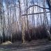 Березовая роща в городе Павловская Слобода