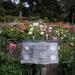 Dahlia Garden in San Francisco, California city