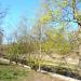 Fosa 
