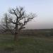 Одинокий дуб в поле в городе Волгоград