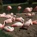 Flamingo Pond in San Francisco, California city