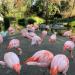 Flamingo Pond in San Francisco, California city
