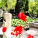 The grave of  Zofia Baran in Warsaw city
