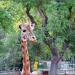 Giraffe exhibit in Barcelona city