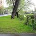 Газон в городе Москва