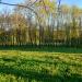 Березовая роща в городе Тверь