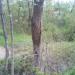 Старица реки Истра в городе Истра