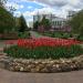 Клумба в городе Москва