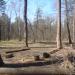 Галявина в місті Київ