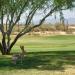 The Golf Club at Dove Mountain