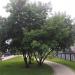 Ясень обыкновенный в городе Москва