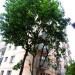 ul. Artura Grottgera (pl), 8 in Sopot city