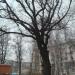 Двухсотлетний дуб в городе Курск