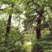 Територія ботанічної пам'ятки природи місцевого значення «Ландшафтне насадження дуба» в місті Черкаси