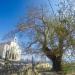 Centuries old plane tree