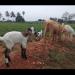 SK Farms Satheeshkumar Subramaniyan
