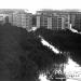 A belt of trees from before the catastrophe in Prypiat city