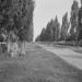 Central sidewalk in Prypiat city