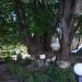 Centuries-old Tree in Varna city