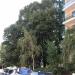 Centuries-old Tree in Varna city