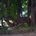Centuries-old Tree in Varna city