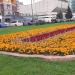 Клумба в городе Москва