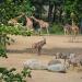 Koninklijke Burgers' Zoo