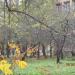 Яблоневый сад в городе Кимры