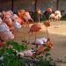 Seoul Grand Park Zoo Flamingo Enclosure