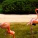 Seoul Grand Park Zoo Flamingo Enclosure