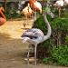 Seoul Grand Park Zoo Flamingo Enclosure