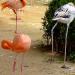 Seoul Grand Park Zoo Flamingo Enclosure