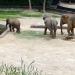 Seoul Grand Park Zoo Elephant Enclosure