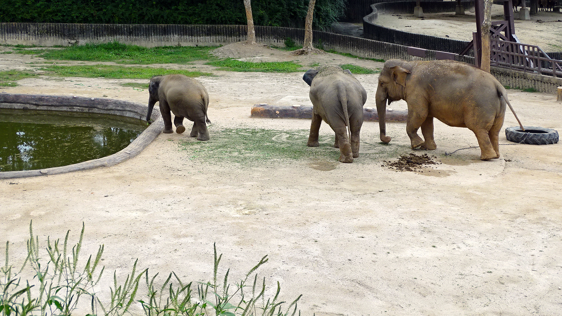 Seoul Grand Park Zoo Elephant Enclosure Gwacheon