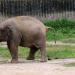 Seoul Grand Park Zoo Elephant Enclosure