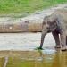 Seoul Grand Park Zoo Elephant Enclosure