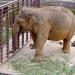 Seoul Grand Park Zoo Elephant Enclosure