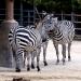 Seoul Grand Park Zoo African Pavilion