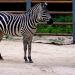 Seoul Grand Park Zoo African Pavilion