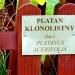 Platan klonolistny in Krokowa city